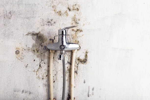 Best Mold Testing  in Tiffin, IA