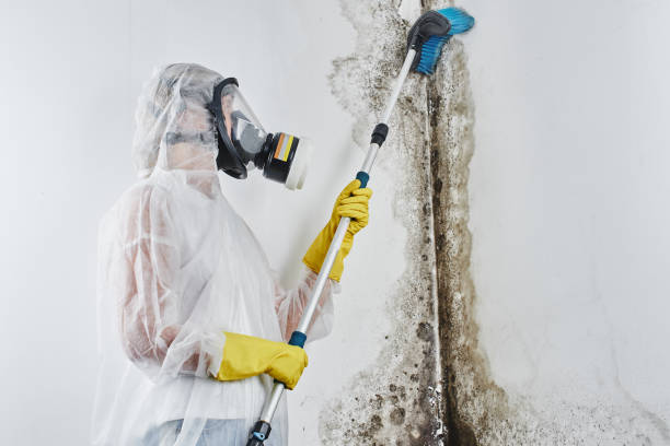 Best Commercial Mold Removal  in Tiffin, IA