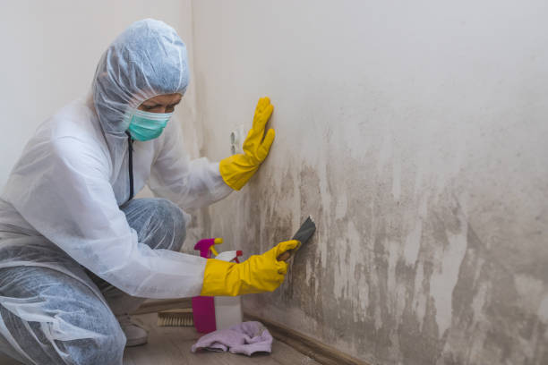 Best Residential Mold Removal  in Tiffin, IA