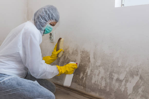 Best Toxic Mold Removal  in Tiffin, IA