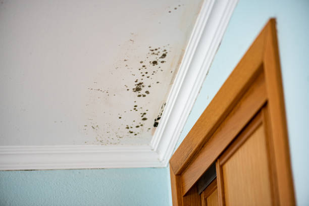 Best Office Mold Removal Services  in Tiffin, IA