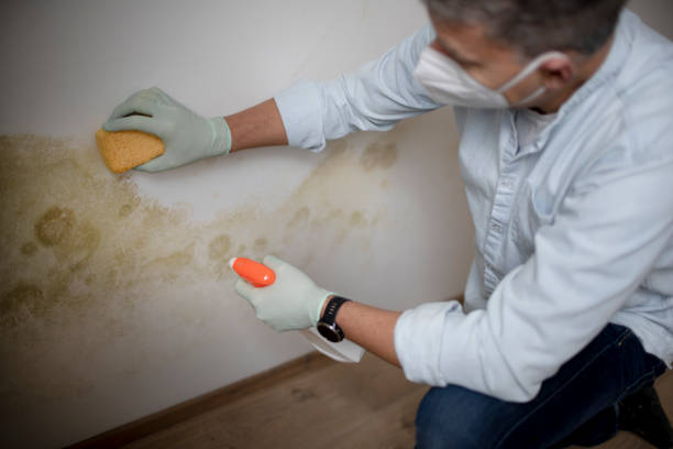 Best Local Mold Removal Service  in Tiffin, IA