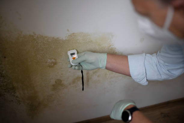 Mold Removal and Inspection in Tiffin, IA