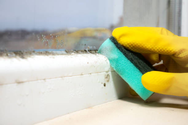 Best Crawl Space Mold Removal  in Tiffin, IA