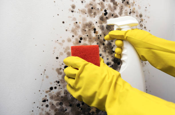 Best Certified Mold Removal  in Tiffin, IA