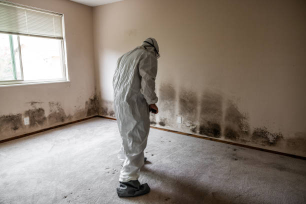 Best Attic Mold Removal  in Tiffin, IA