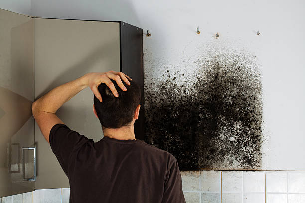 Best Mold Removal Near Me  in Tiffin, IA