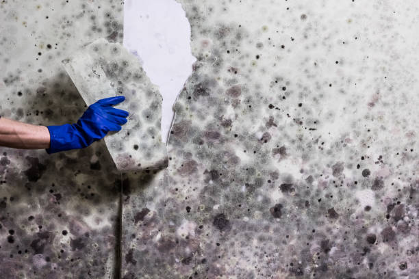 Best Black Mold Removal  in Tiffin, IA