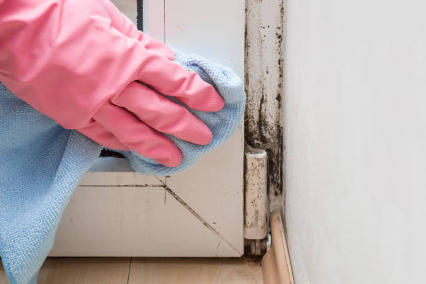 Mold Removal Process in Tiffin, IA